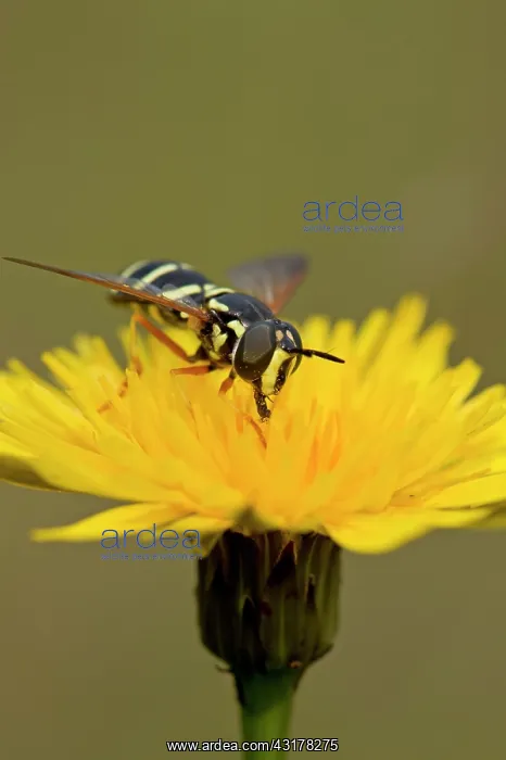: Hoverfly (Chrysotoxum festivum) in flower. Melby : Hoverfly (Chrysotoxum festivum) in flower. Melby