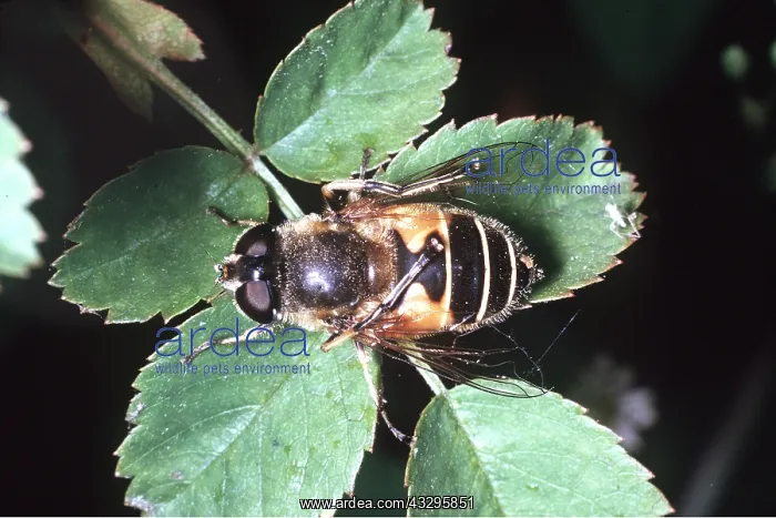 : HOVERFLY - Cleaning wings : HOVERFLY - Cleaning wings