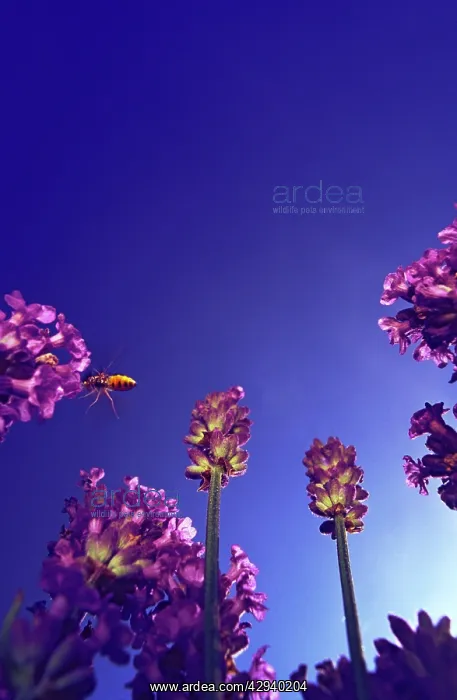 : Hoverfly close to lavender flowers against deep : Hoverfly close to lavender flowers against deep