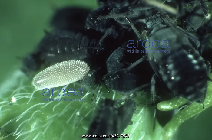  : Hoverfly egg