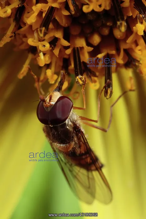 : Hoverfly (Episyrphus balteatus), adult male, feeding : Hoverfly (Episyrphus balteatus), adult male, feeding