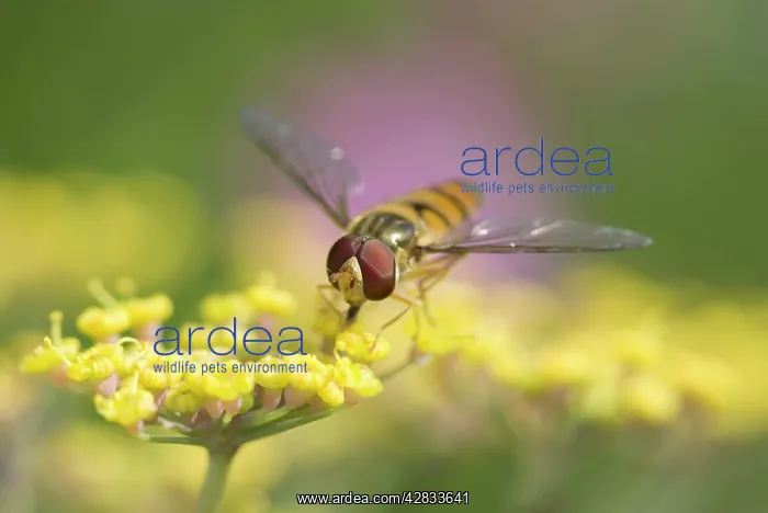  : Hoverfly - Feeding on Fennel Flowers