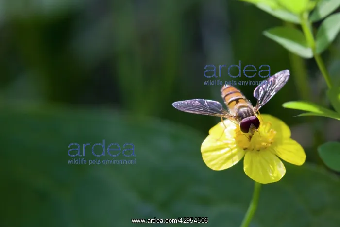 : Hoverfly - feeding on flower nectar of Lesser Spearwort : Hoverfly - feeding on flower nectar of Lesser Spearwort