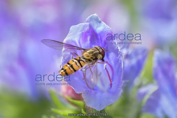 : Hoverfly feeding on pollen from Echium flower - : Hoverfly feeding on pollen from Echium flower -