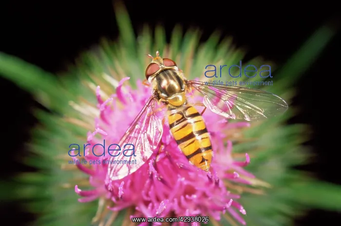 : Hoverfly - feeding on thistle : Hoverfly - feeding on thistle
