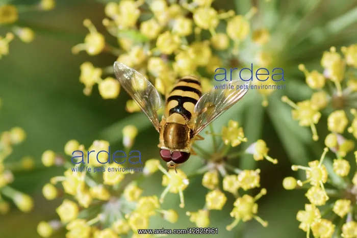 : Hoverfly - on Fennel flower : Hoverfly - on Fennel flower