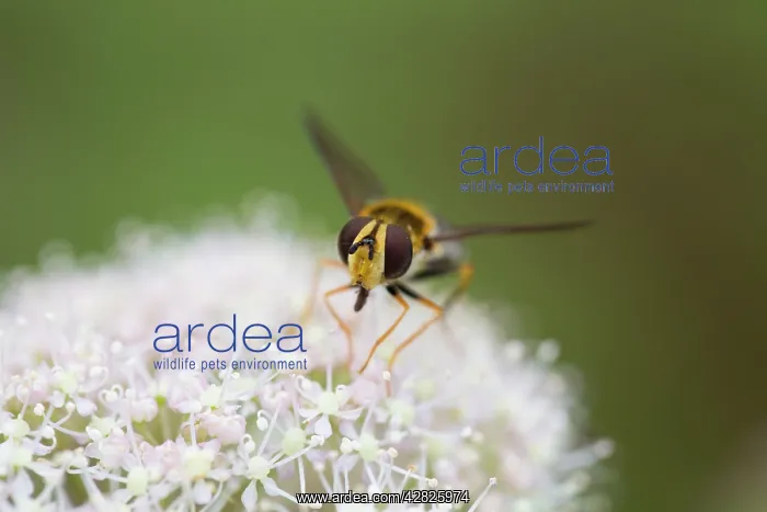  : Hoverfly - on Flower