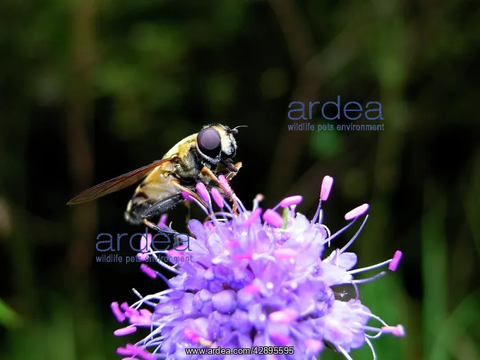 : Hoverfly - on flower : Hoverfly - on flower