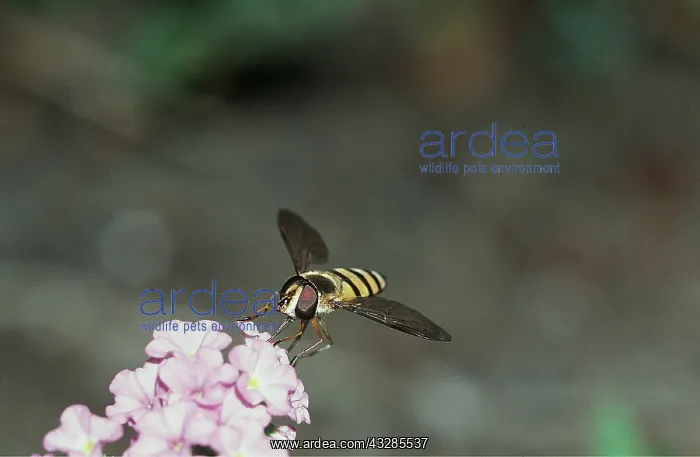 : HOVERFLY - on flower : HOVERFLY - on flower