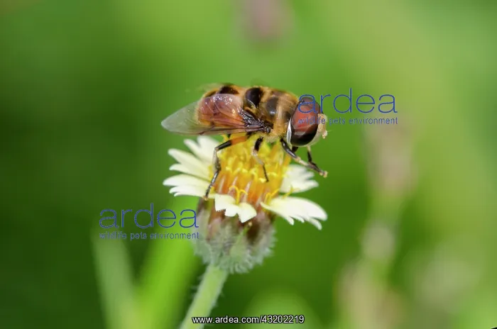: Hoverfly on flower - Saba, Bali, Indonesia : Hoverfly on flower - Saba, Bali, Indonesia