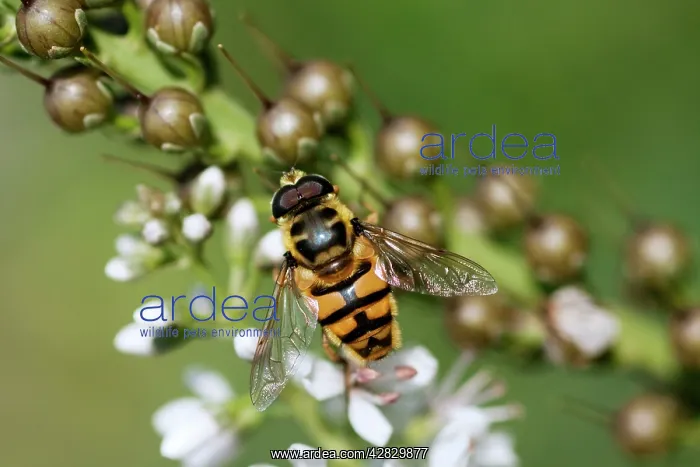 : Hoverfly - on garden flower : Hoverfly - on garden flower