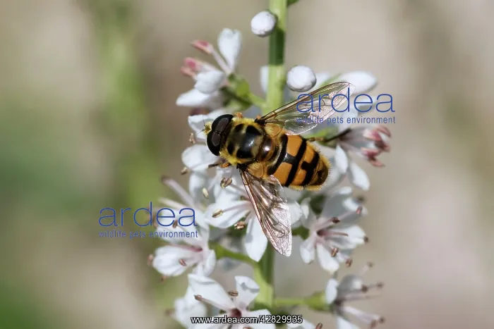 : Hoverfly - on garden flower : Hoverfly - on garden flower