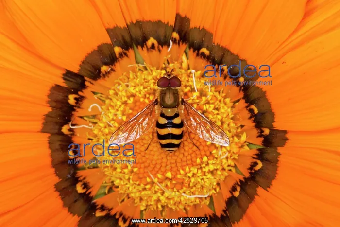 : Hoverfly - on Gazania flower : Hoverfly - on Gazania flower