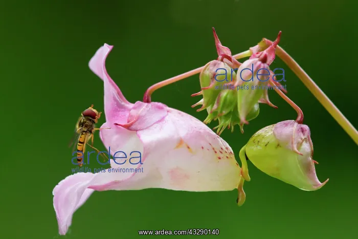 : Hoverfly on Indian Balsam / Policemans Helmet (Impatiens : Hoverfly on Indian Balsam / Policemans Helmet (Impatiens