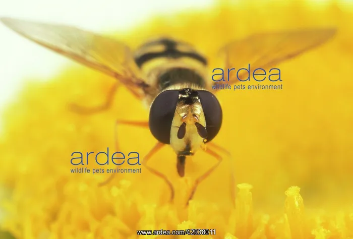 : Hoverfly - Large compound eyes : Hoverfly - Large compound eyes