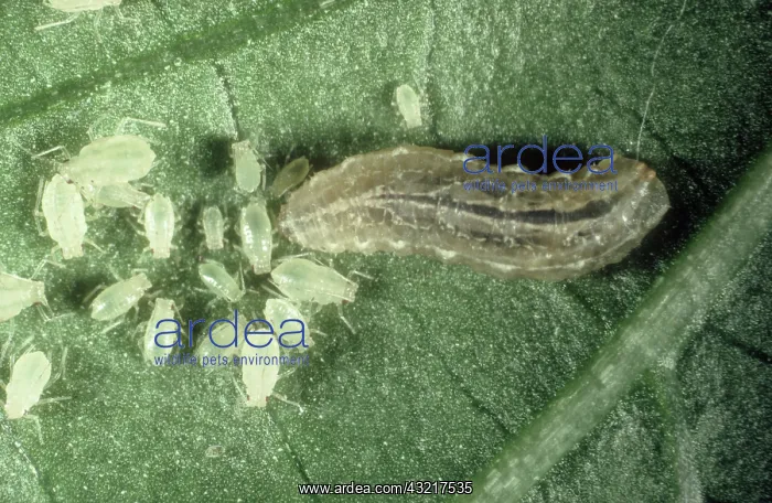 : Hoverfly larva and aphid : Hoverfly larva and aphid