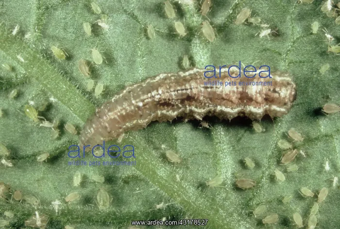 : Hoverfly larva eats aphids : Hoverfly larva eats aphids