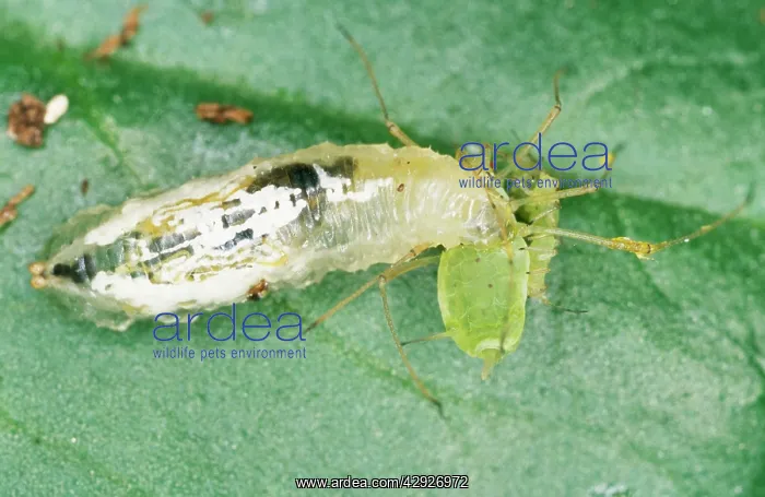 : HOVERFLY Larvae - eating greenfly (pea aphids) : HOVERFLY Larvae - eating greenfly (pea aphids)