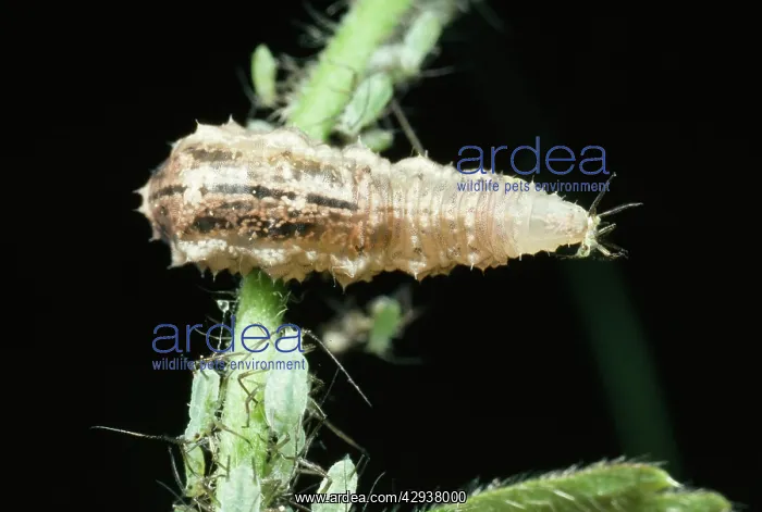  : Hoverfly Larvae - Feeding on aphid