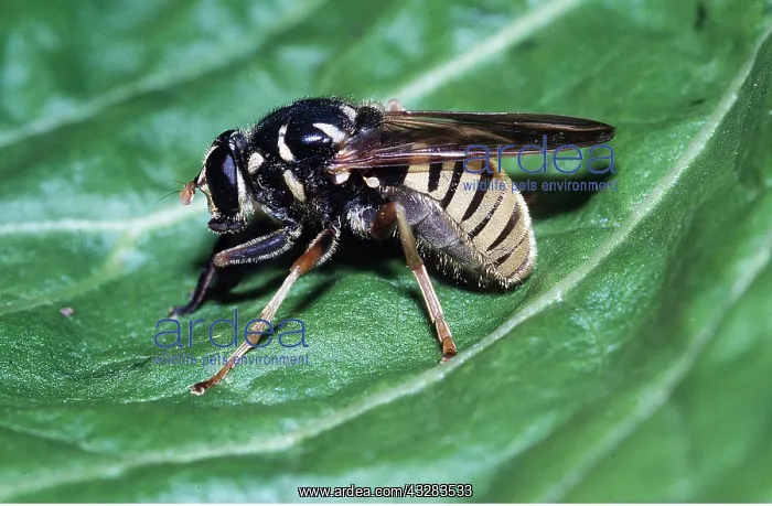 : HOVERFLY ON LEAF : HOVERFLY ON LEAF