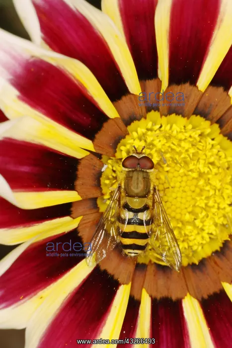 : Hoverfly male on Gazania Flower Syrphus species : Hoverfly male on Gazania Flower Syrphus species