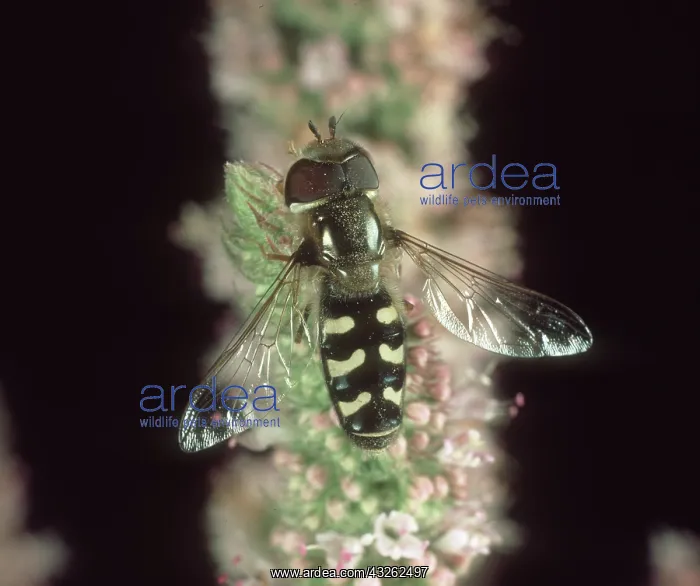 : Hoverfly on Peppermint : Hoverfly on Peppermint