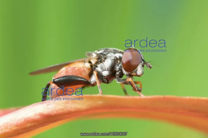 : Hoverfly - on red petal : Hoverfly - on red petal