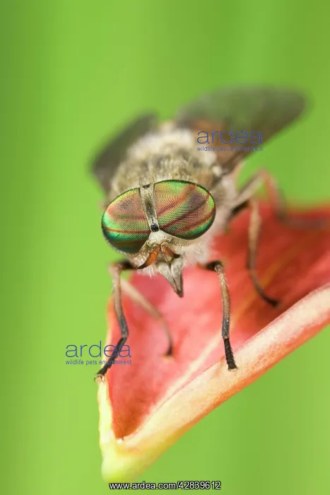 : Hoverfly - resting on flower petal : Hoverfly - resting on flower petal