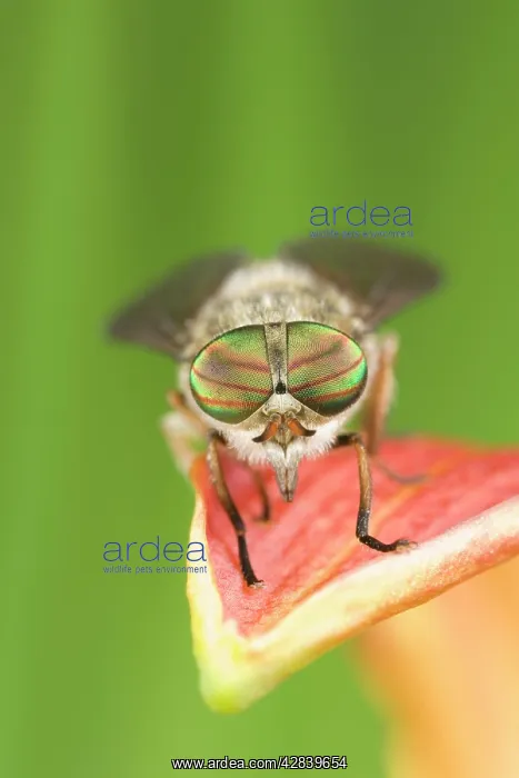 : Hoverfly - resting on flower petal : Hoverfly - resting on flower petal