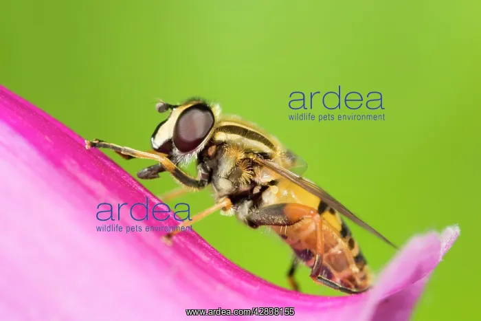 : Hoverfly - resting on Foxglove flower : Hoverfly - resting on Foxglove flower