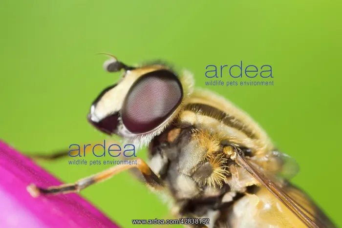 : Hoverfly - resting on Foxglove flower : Hoverfly - resting on Foxglove flower
