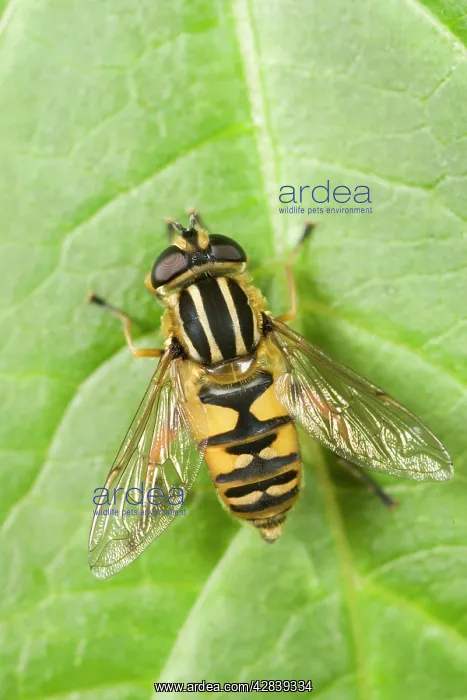 : Hoverfly - resting on leaf : Hoverfly - resting on leaf