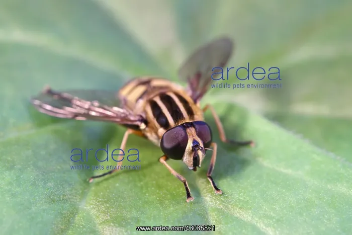 : Hoverfly resting on leaf, Norfolk UK : Hoverfly resting on leaf, Norfolk UK