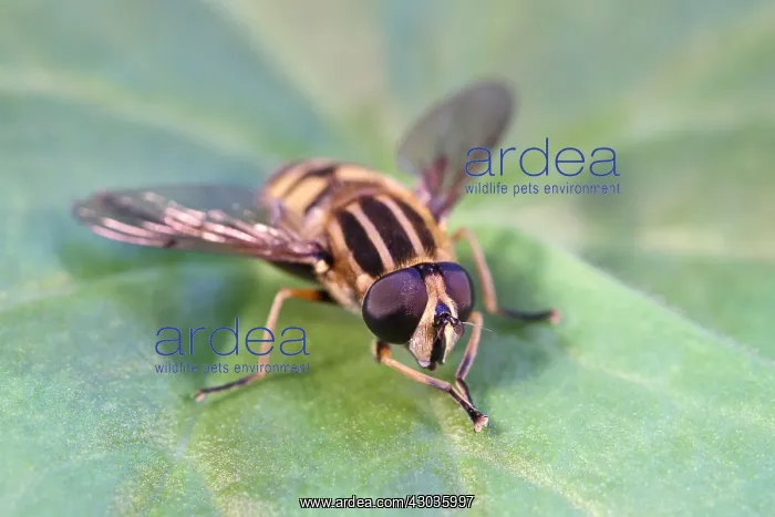  : Hoverfly resting on leaf, Norfolk UK
