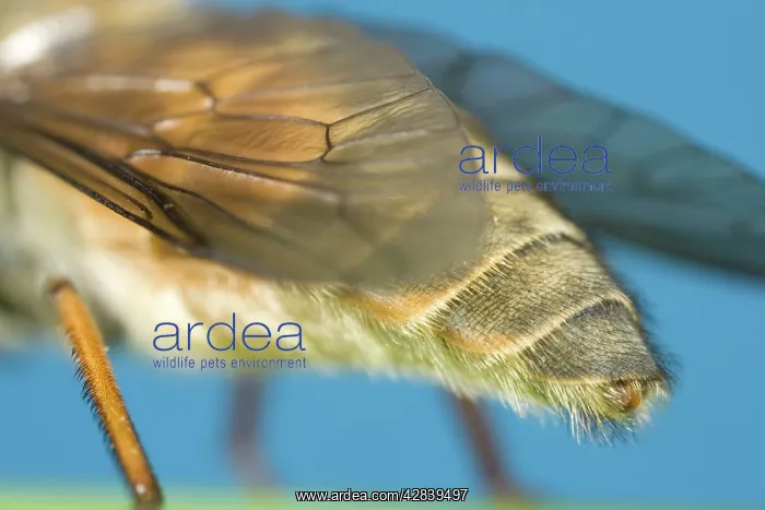 : Hoverfly - showing abdomen and wings : Hoverfly - showing abdomen and wings