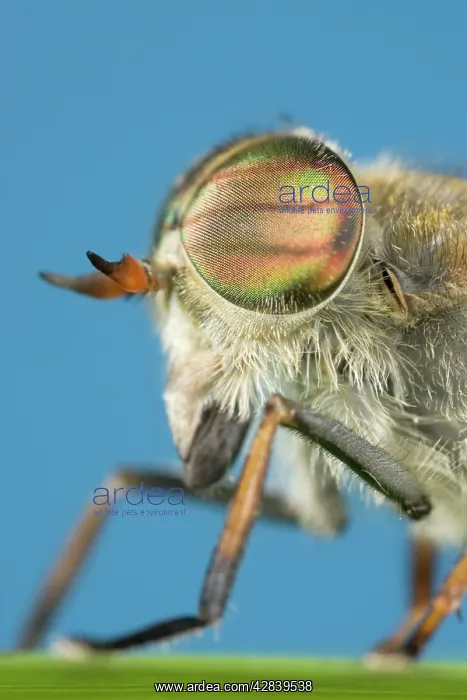 : Hoverfly - showing head and eyes : Hoverfly - showing head and eyes