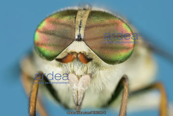 : Hoverfly - showing head and eyes