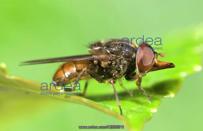 : Hoverfly - showing snout : Hoverfly - showing snout