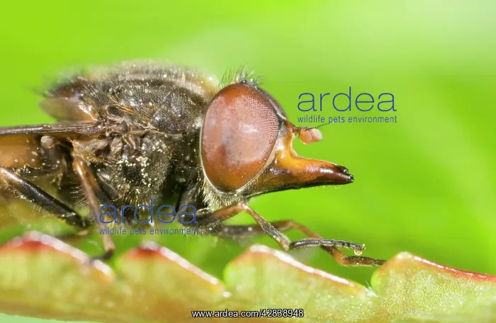 : Hoverfly - showing snout : Hoverfly - showing snout