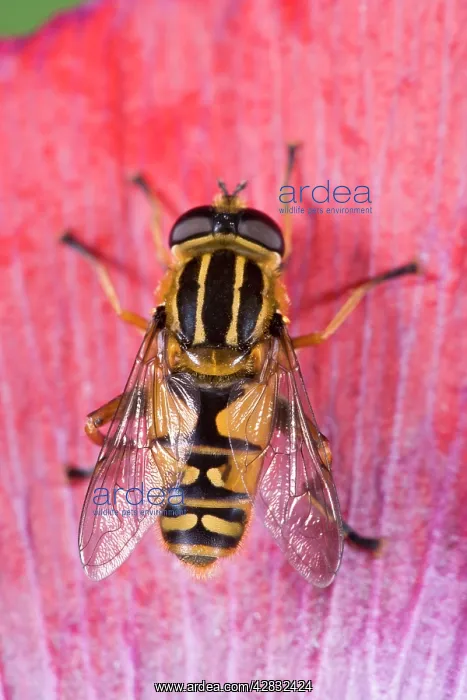 : Hoverfly - Sitting on poppy petal : Hoverfly - Sitting on poppy petal
