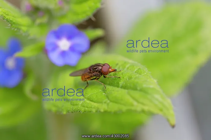  : Hoverfly summer - UK (Rhingia campestris)