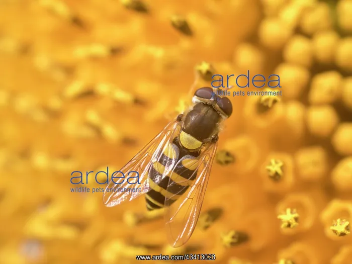 : Hoverfly on sunflower - UK : Hoverfly on sunflower - UK