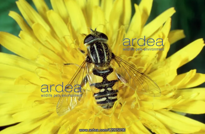 : Hoverfly / Sunfly : Hoverfly / Sunfly