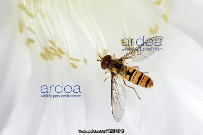 : Hoverfly (Syrphidae) sitting on cactus flower (Echinopsis : Hoverfly (Syrphidae) sitting on cactus flower (Echinopsis