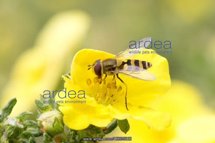 : Hoverfly, Syrphus spp, feeding on bright yellow : Hoverfly, Syrphus spp, feeding on bright yellow