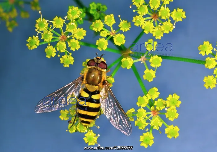 : HOVERFLY - on Umbellifera flower : HOVERFLY - on Umbellifera flower