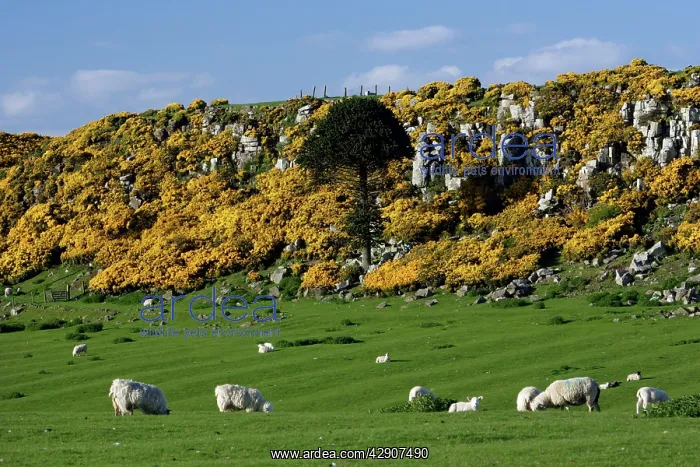 : Howick Scar - flowering gorse in spring-time, south : Howick Scar - flowering gorse in spring-time, south