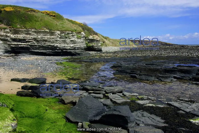 : Howick Scar - at low tide : Howick Scar - at low tide