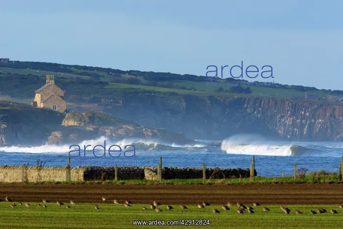 : Howick Scar - view of scar from Boulmer, in foreground : Howick Scar - view of scar from Boulmer, in foreground