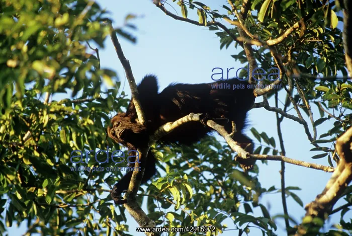 : Howler Monkey : Howler Monkey